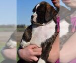 Small Photo #7 Boxer Puppy For Sale in SENECA, KS, USA
