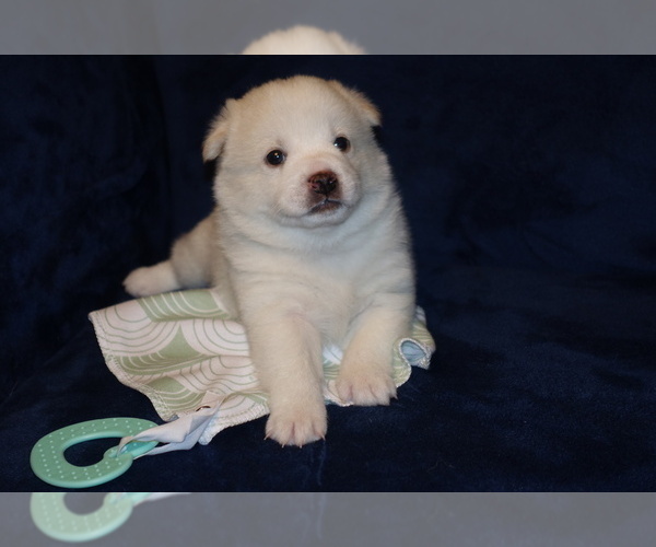 Medium Photo #6 Shiba Inu Puppy For Sale in WILLIMANTIC, CT, USA
