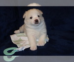 Small Photo #6 Shiba Inu Puppy For Sale in WILLIMANTIC, CT, USA