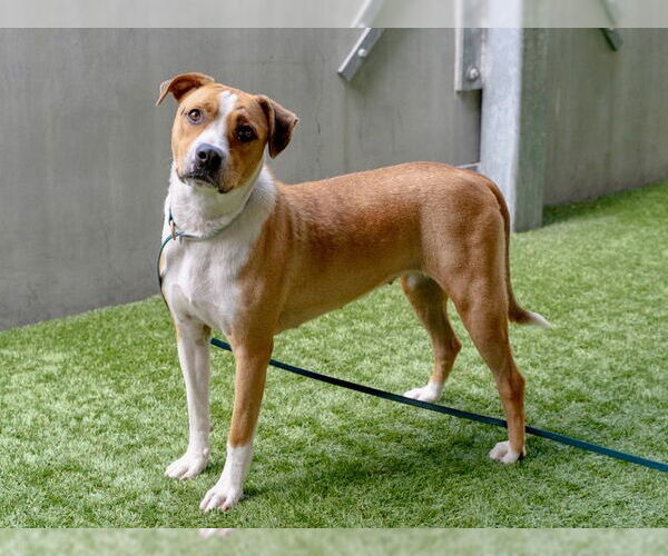 Medium Photo #1 American Pit Bull Terrier-Unknown Mix Puppy For Sale in Pasadena, CA, USA