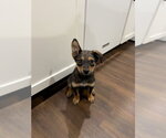 Small #7 German Shepherd Dog Mix