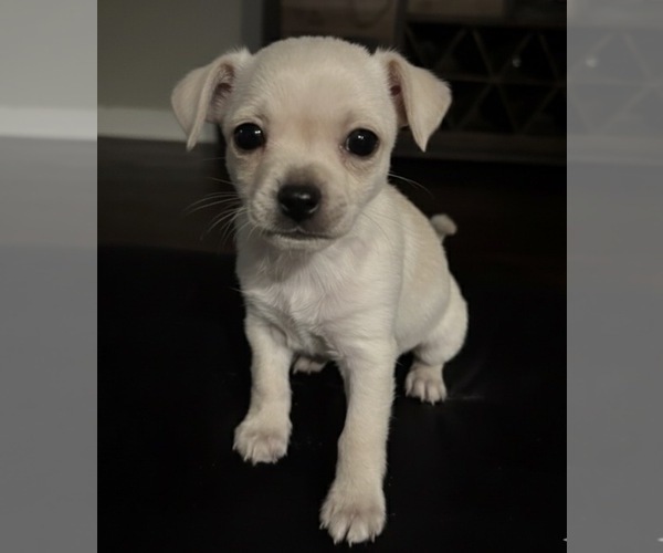 Medium Photo #10 American Eskimo Dog-Pug Mix Puppy For Sale in THOMASVILLE, NC, USA