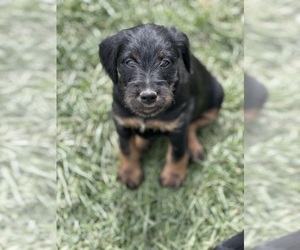 German Hunting Terrier Puppy for sale in UNIONVILLE, IA, USA
