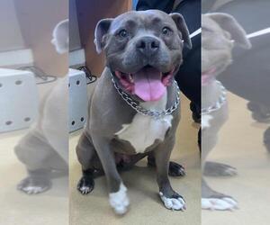 Staffordshire Bull Terrier Mix Dog for Adoption in Ogden, Utah USA