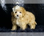 Small #6 Maltipoo