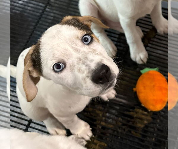 Medium Photo #2 Siberian Husky Puppy For Sale in GILBERTS, IL, USA