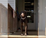 Small #1 Labrador Retriever Mix