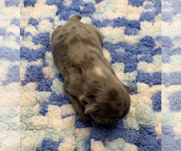 Medium Photo #7 French Bulldog Puppy For Sale in ALTON, IL, USA