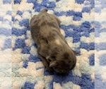 Litter of 6 - Female French BulldogLitter of Puppies for Sale - Photo #7