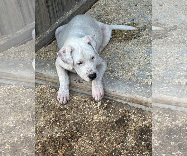 Medium Photo #3 American Pit Bull Terrier-Labrador Retriever Mix Puppy For Sale in The Woodlands, TX, USA