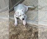 Small #2 American Pit Bull Terrier-Labrador Retriever Mix