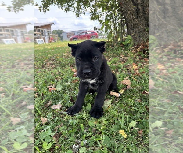 Medium Photo #5 Cane Corso Puppy For Sale in CLARKRANGE, TN, USA