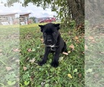 Small #4 Cane Corso