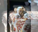 Small #15 American Pit Bull Terrier Mix