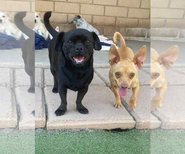 Medium Photo #4 Pug-Unknown Mix Puppy For Sale in La Verne, CA, USA