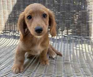 Dachshund Puppy for sale in MADERA, CA, USA