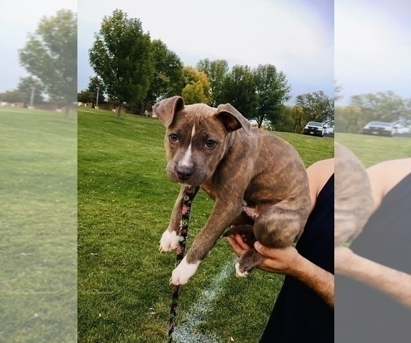 Medium Photo #3 American Pit Bull Terrier Puppy For Sale in ABERDEEN, SD, USA