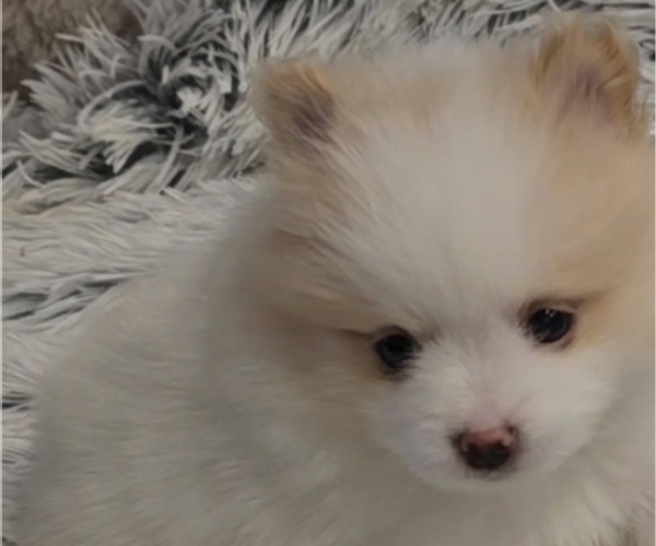 Medium Photo #2 Pomeranian Puppy For Sale in MENIFEE, CA, USA