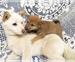 Small Photo #6 Shiba Inu Puppy For Sale in HARTVILLE, MO, USA