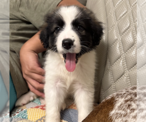 Border Collie-Unknown Mix Dogs for adoption in Brooklyn, NY, USA