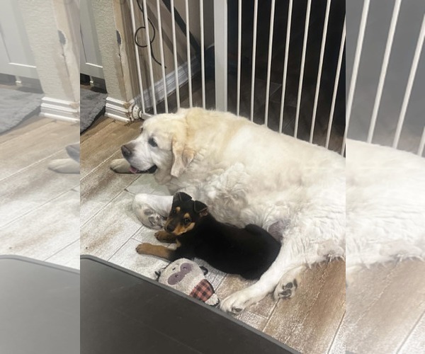 Medium Photo #5 Mutt Puppy For Sale in La Verne, CA, USA