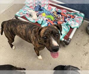 American Pit Bull Terrier-Unknown Mix Dogs for adoption in Fort Collins, CO, USA