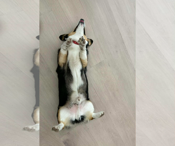 Medium Photo #5 Mutt Puppy For Sale in Valrico, FL, USA