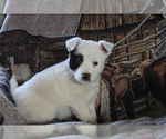 Puppy 3 Australian Cattle Dog-Border Collie Mix