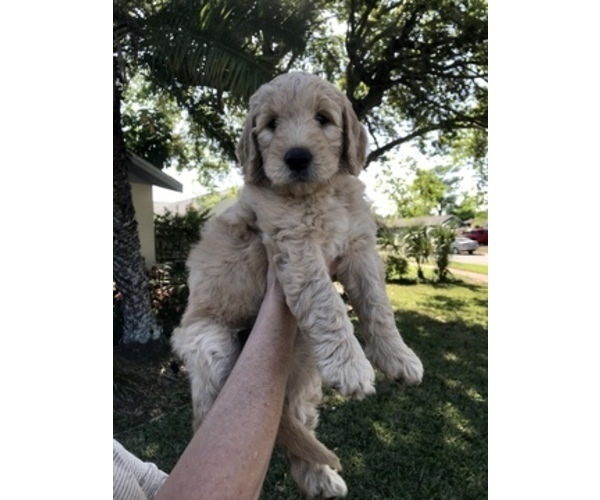 Medium Photo #2 Goldendoodle Puppy For Sale in MERRITT IS, FL, USA