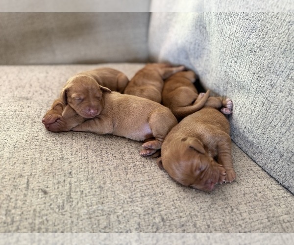 Medium Photo #6 German Shorthaired Pointer-Vizsla Mix Puppy For Sale in WAVERLY, NY, USA