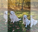 Small Photo #1 Golden Retriever Puppy For Sale in BARK RIVER, MI, USA