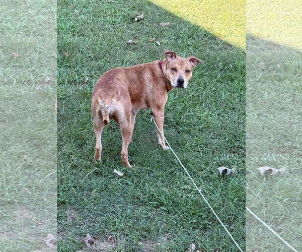 Medium Photo #3 Catahoula Leopard Dog-Unknown Mix Puppy For Sale in Germantown, OH, USA