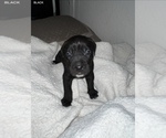 Small Photo #11 Cane Corso Puppy For Sale in TRACY, CA, USA