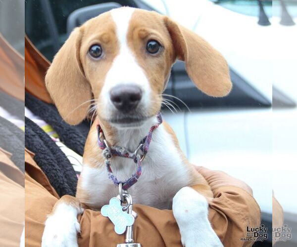 Medium Photo #5 Mutt Puppy For Sale in Washington, DC, USA