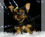 Small #1 Yorkshire Terrier