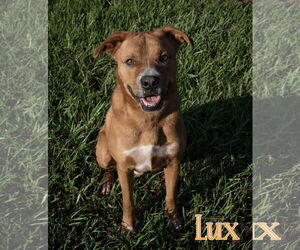 Mutt Dogs for adoption in Livingston , LA, USA