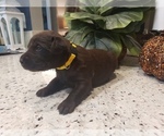 Small Photo #6 Labrador Retriever Puppy For Sale in KATHLEEN, GA, USA