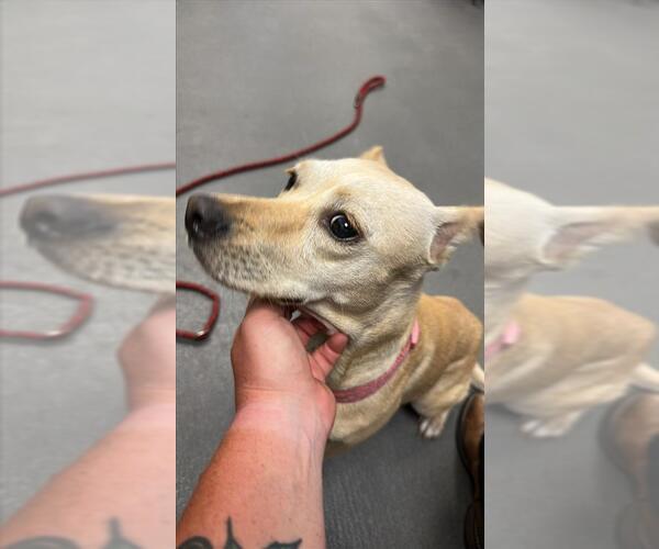 Medium Photo #1 Unknown-Whippet Mix Puppy For Sale in Corpus Christi, TX, USA