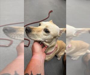 Unknown-Whippet Mix Dogs for adoption in Corpus Christi, TX, USA