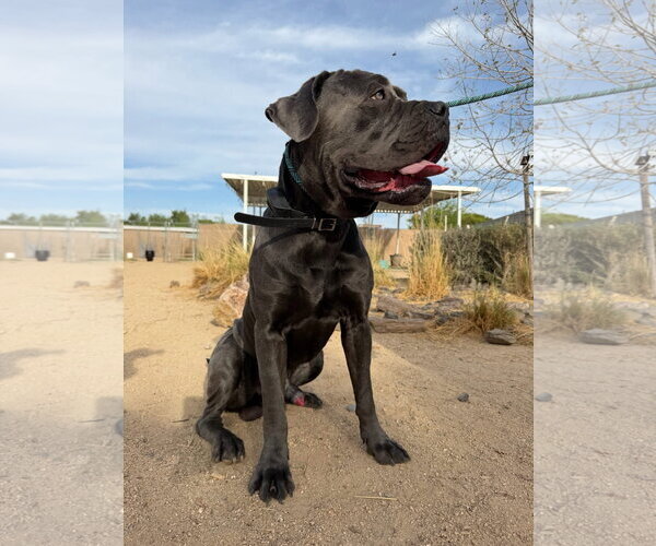 Medium Photo #8 Mutt Puppy For Sale in Goodyear, AZ, USA