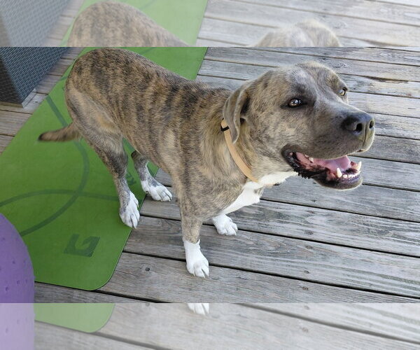 Medium Photo #3 Great Pyrenees-Plott Hound Mix Puppy For Sale in McKinney, TX, USA