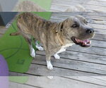 Small #2 Great Pyrenees-Plott Hound Mix