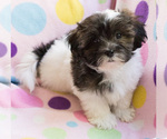 Small Photo #3 Shih-Poo Puppy For Sale in BAY VIEW, WI, USA