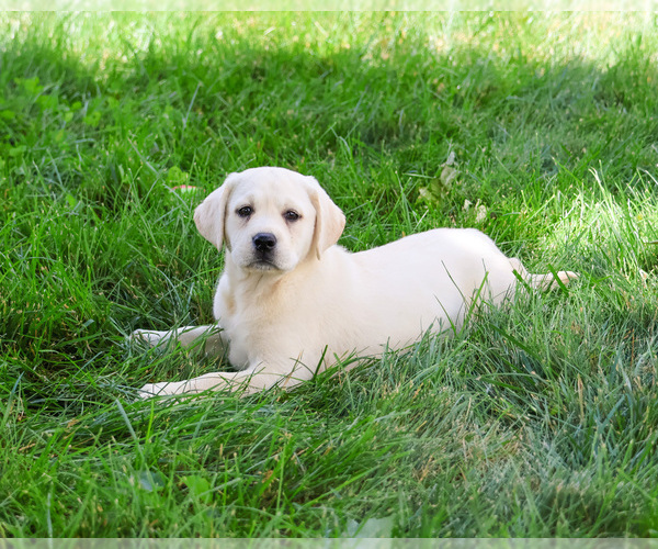 Medium Photo #9 Labrador Retriever Puppy For Sale in SYRACUSE, IN, USA