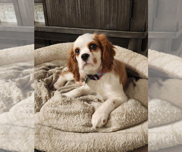 Medium Photo #4 Cavalier King Charles Spaniel Puppy For Sale in Brights Grove, Ontario, Canada