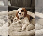 Small #3 Cavalier King Charles Spaniel