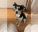 Scarletta - Female Shepradors Dog for Adoption - Small photo