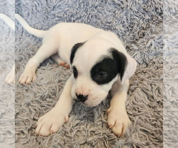 Medium Photo #4 Mutt Puppy For Sale in Fargo, ND, USA