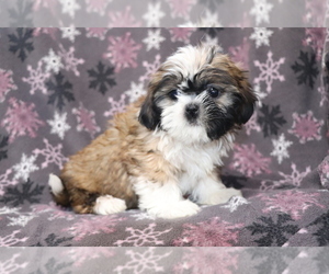 Shih Tzu Dog for Adoption in SHILOH, Ohio USA
