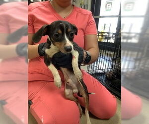 Rat Terrier-Unknown Mix Dogs for adoption in Oak Bluffs, MA, USA